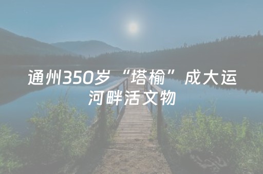 通州350岁“塔榆”成大运河畔活文物
