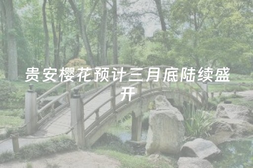 贵安樱花预计三月底陆续盛开