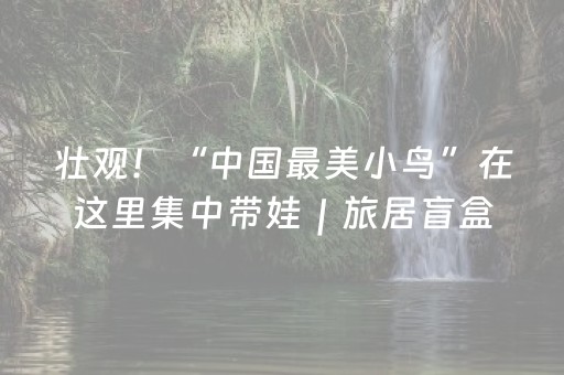 实测教程“决战卡五星游戏辅助器（助赢神器通用版）