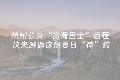 杭州公交“赏荷巴士”启程 快来邂逅这份夏日“荷”约