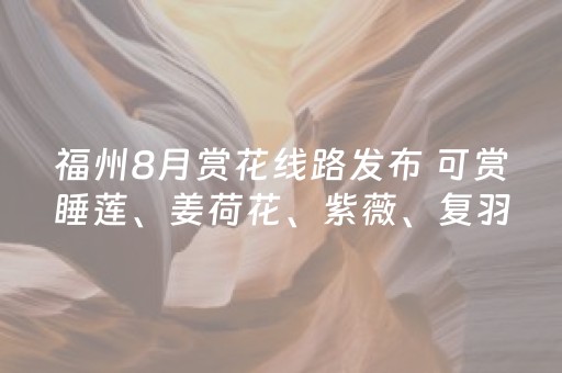 福州8月赏花线路发布 可赏睡莲、姜荷花、紫薇、复羽叶栾等