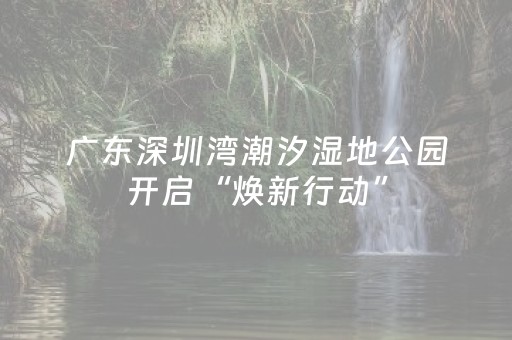 广东深圳湾潮汐湿地公园开启“焕新行动”