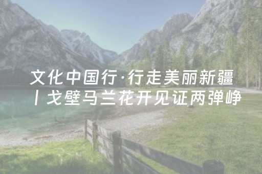 文化中国行·行走美丽新疆丨戈壁马兰花开见证两弹峥嵘岁月