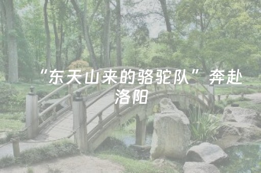“东天山来的骆驼队”奔赴洛阳