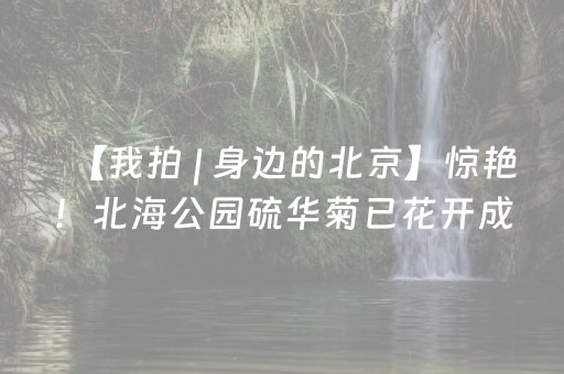 【我拍 | 身边的北京】惊艳！北海公园硫华菊已花开成海