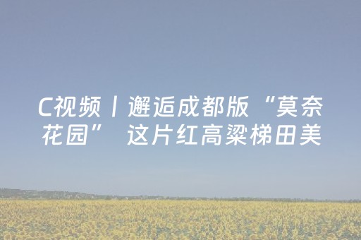 C视频丨邂逅成都版“莫奈花园”  这片红高粱梯田美成秋日限定海报