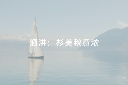 泗洪：杉美秋意浓
