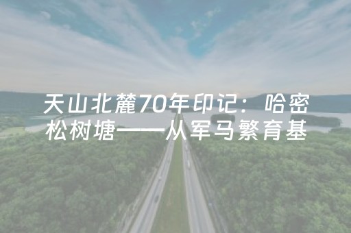 天山北麓70年印记：哈密松树塘——从军马繁育基地到千万游客打卡的文旅胜地