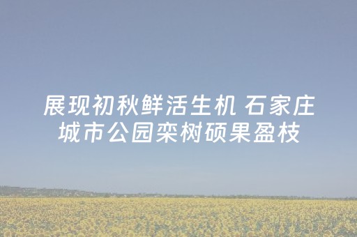展现初秋鲜活生机 石家庄城市公园栾树硕果盈枝