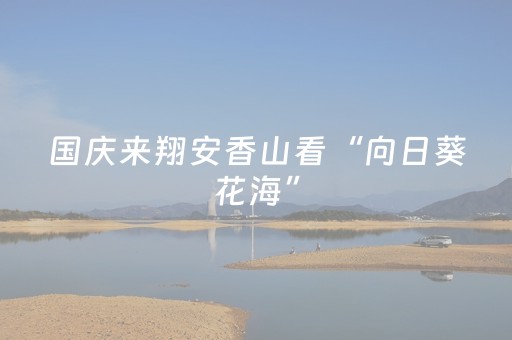 国庆来翔安香山看“向日葵花海”