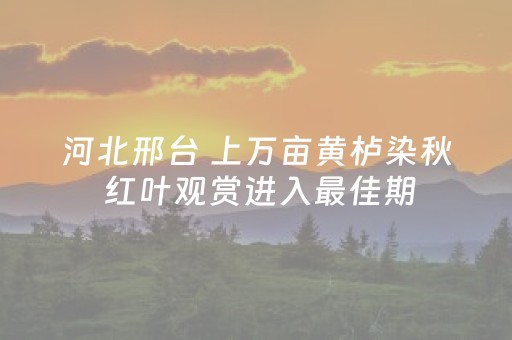 河北邢台 上万亩黄栌染秋 红叶观赏进入最佳期