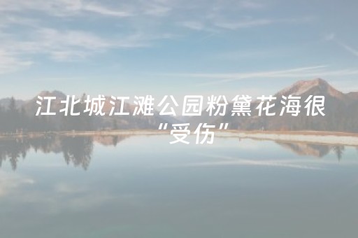 江北城江滩公园粉黛花海很“受伤”