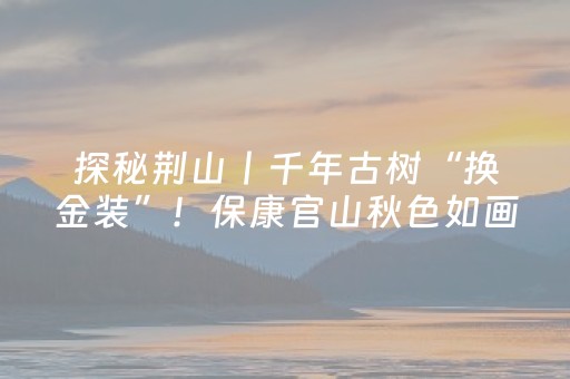 探秘荆山丨千年古树“换金装”！保康官山秋色如画