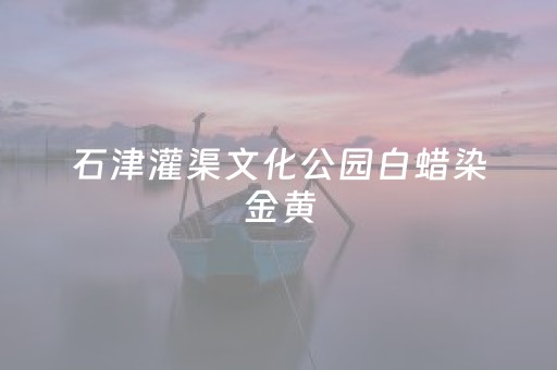 石津灌渠文化公园白蜡染金黄