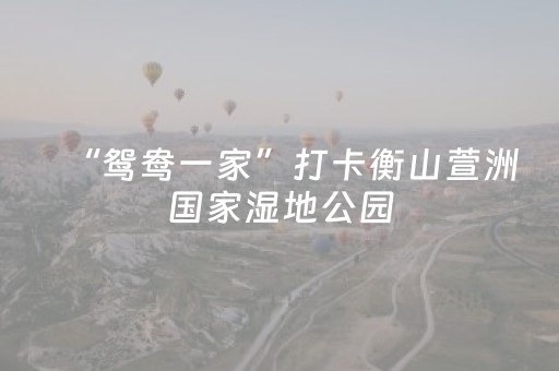 “鸳鸯一家”打卡衡山萱洲国家湿地公园