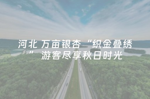 河北 万亩银杏“织金叠绣” 游客尽享秋日时光