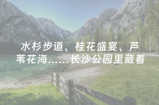 水杉步道、桂花盛宴、芦苇花海……长沙公园里藏着N种秋日浪漫