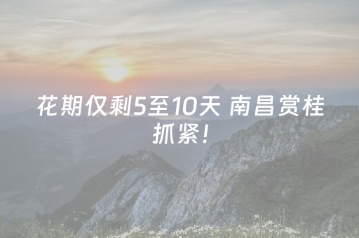 花期仅剩5至10天 南昌赏桂抓紧！