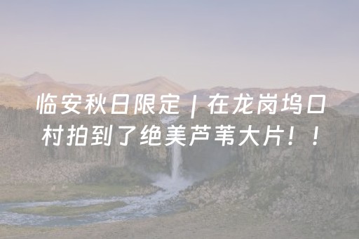 临安秋日限定｜在龙岗坞口村拍到了绝美芦苇大片！！