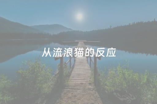 从流浪猫的反应，来看人对世界的敌意