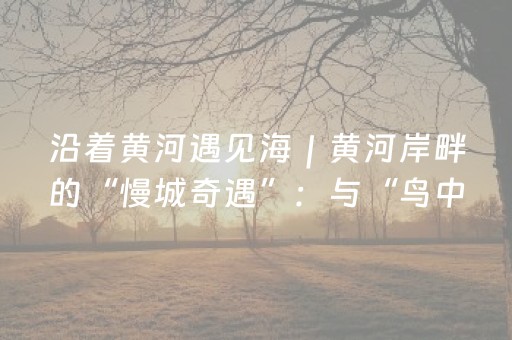 沿着黄河遇见海｜黄河岸畔的“慢城奇遇”：与“鸟中大熊猫”共赴生态之约