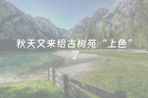 秋天又来给古树苑“上色”了