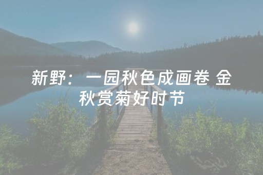 新野：一园秋色成画卷 金秋赏菊好时节