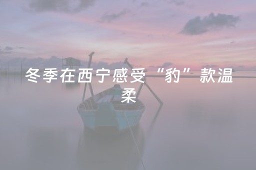 冬季在西宁感受“豹”款温柔