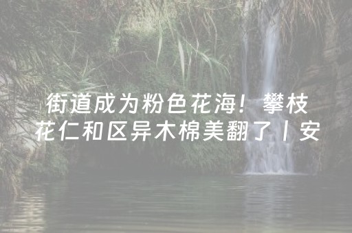 街道成为粉色花海！攀枝花仁和区异木棉美翻了丨安逸四川·仁和之冬