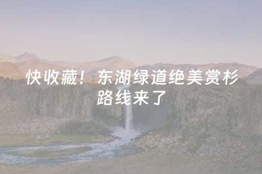 快收藏！东湖绿道绝美赏杉路线来了