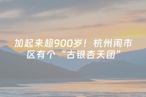 加起来超900岁！杭州闹市区有个“古银杏天团”