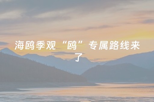 海鸥季观“鸥”专属路线来了