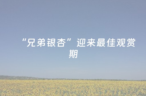 “兄弟银杏”迎来最佳观赏期