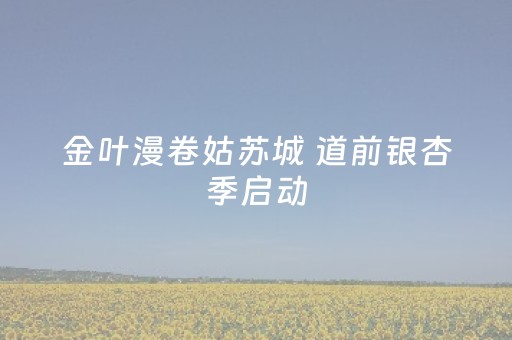 金叶漫卷姑苏城 道前银杏季启动