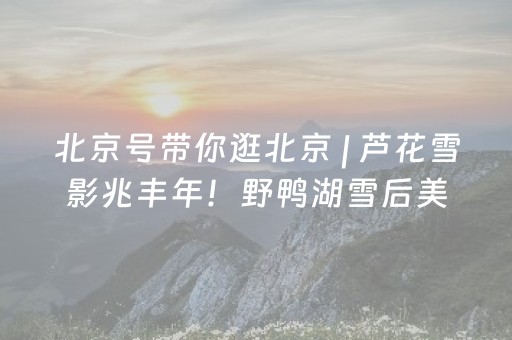 北京号带你逛北京 | 芦花雪影兆丰年！野鸭湖雪后美如画