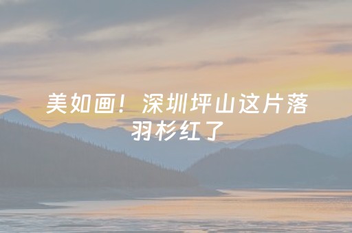 美如画！深圳坪山这片落羽杉红了