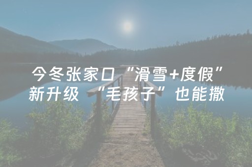 今冬张家口“滑雪+度假”新升级  “毛孩子”也能撒欢玩雪