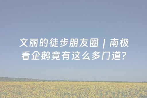 文丽的徒步朋友圈｜南极看企鹅竟有这么多门道？