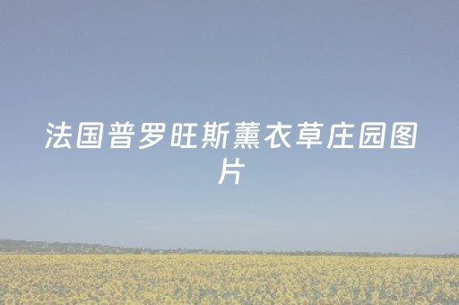 法国普罗旺斯薰衣草庄园图片（法国普罗旺斯薰衣草庄园图片大全）