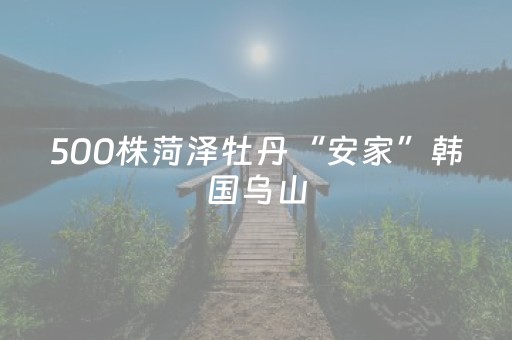 500株菏泽牡丹“安家”韩国乌山