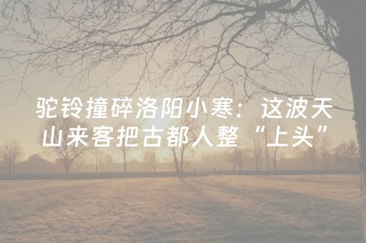 驼铃撞碎洛阳小寒：这波天山来客把古都人整“上头”了