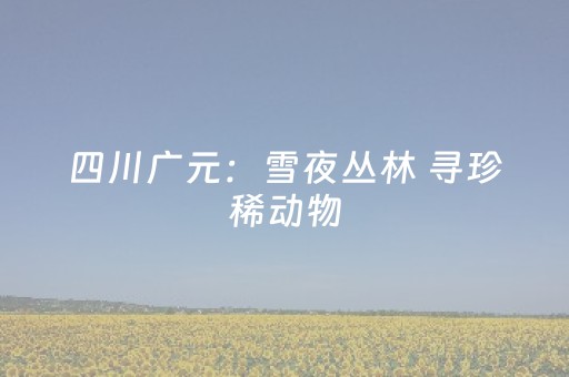 四川广元：雪夜丛林 寻珍稀动物