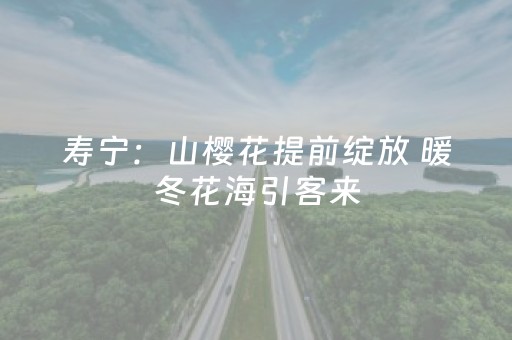 寿宁：山樱花提前绽放 暖冬花海引客来