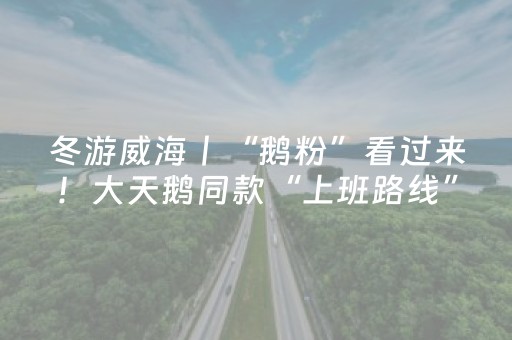 冬游威海丨“鹅粉”看过来！大天鹅同款“上班路线”曝光啦