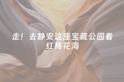 走！去静安这座宝藏公园看红梅花海，春节假期打卡正当时