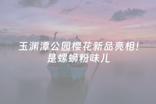 玉渊潭公园樱花新品亮相！是螺蛳粉味儿