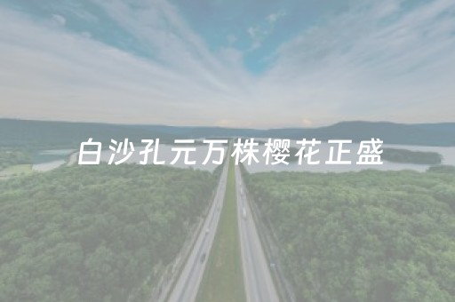 白沙孔元万株樱花正盛，花期持续到4月