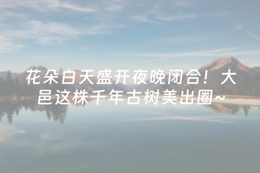 花朵白天盛开夜晚闭合！大邑这株千年古树美出圈~