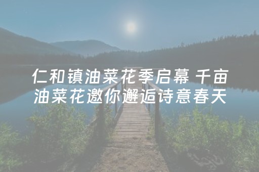 仁和镇油菜花季启幕 千亩油菜花邀你邂逅诗意春天