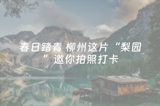 春日踏青 柳州这片“梨园”邀你拍照打卡